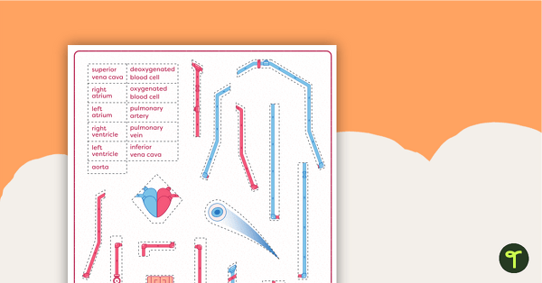 The Circulatory and Cardiovascular System Match-Up Activity teaching resource