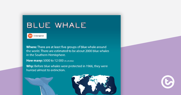 Preview image for Blue Whale Endangered Animal Poster - teaching resource