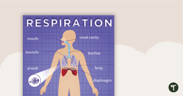 Go to Respiratory System Posters teaching resource