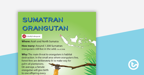 Preview image for Sumatran Orangutan Endangered Animal Poster - teaching resource