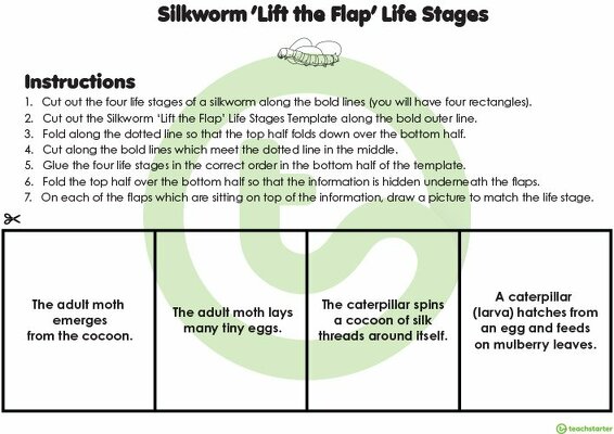 Silkworm 'Lift the Flap' Life Stages Template teaching resource
