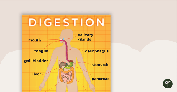 Digestive System Posters teaching resource