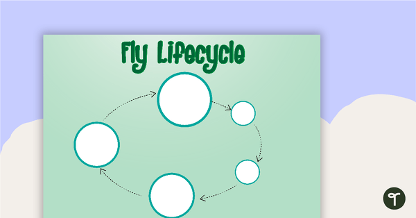 Go to Fly Life Cycle Sort Activity teaching resource