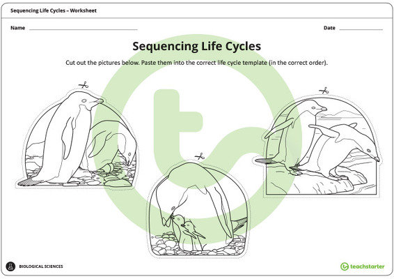 Sequencing Life Cycles Worksheet teaching resource