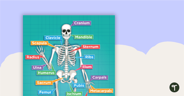 The Human Skeletal System Poster teaching resource