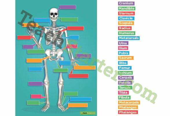 The Human Skeletal System Game teaching resource
