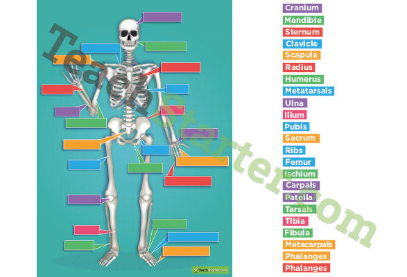 The Human Skeletal System Game teaching resource