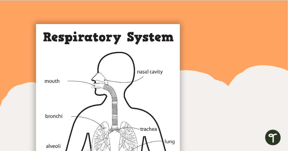The Respiratory System - Worksheets teaching resource