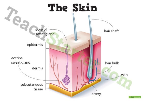 Skin Diagram Poster teaching resource