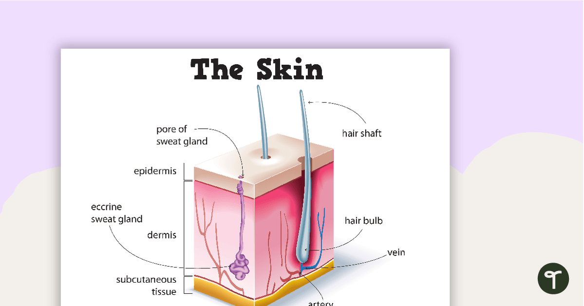 Skin Diagram Poster teaching resource