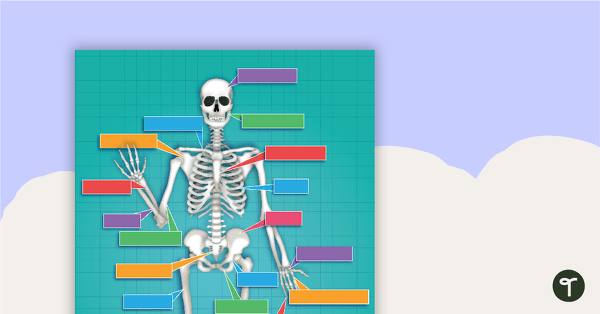 The Human Skeletal System Game teaching resource