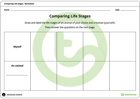 Comparing Life Stages Worksheet teaching resource