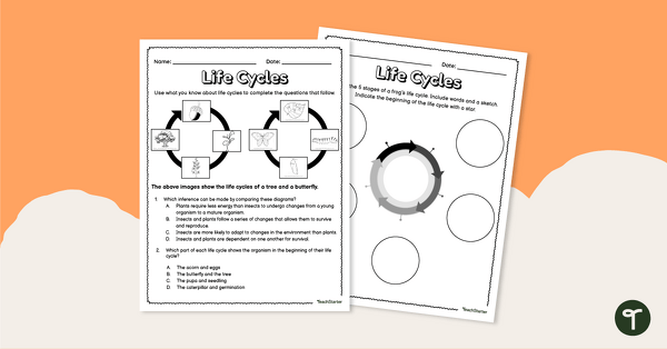 Preview image for Life Cycles – Worksheet - teaching resource