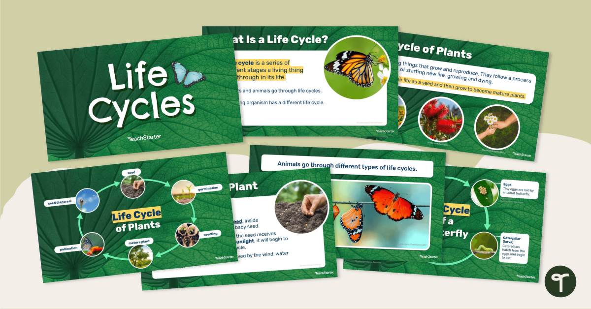 Life Cycles – Teaching Presentation teaching resource