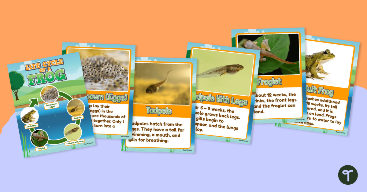 Life Cycle of a Frog – Poster Pack teaching resource