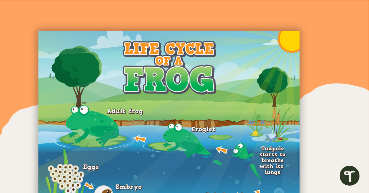 Life Cycle of a Frog - Poster teaching resource