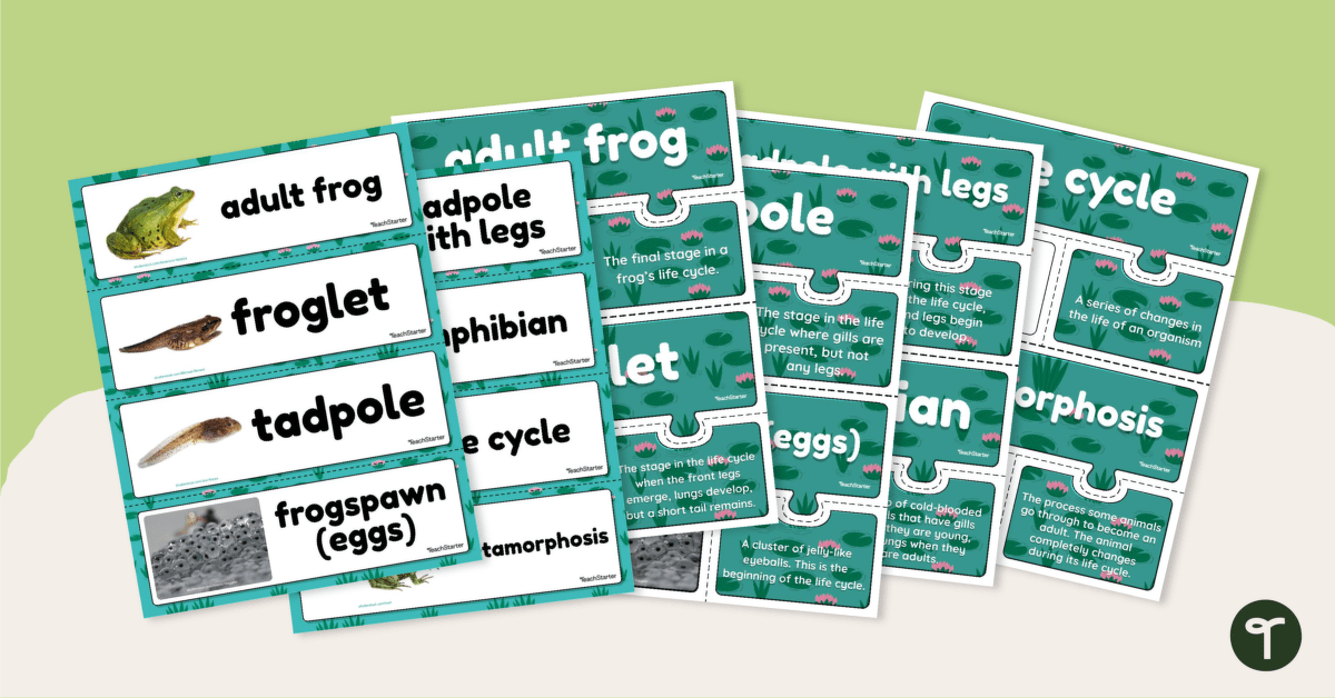 Life Cycle of a Frog – Vocabulary Cards and Puzzles teaching resource
