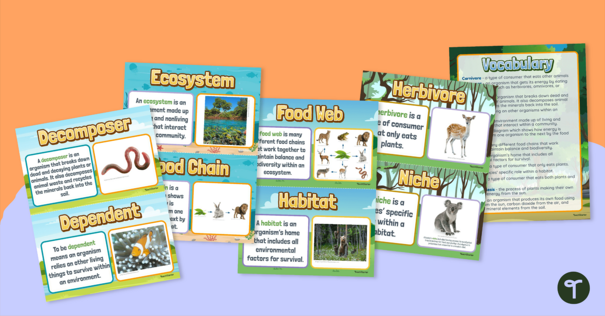 Food Chains & Food Webs – Vocabulary Posters teaching resource