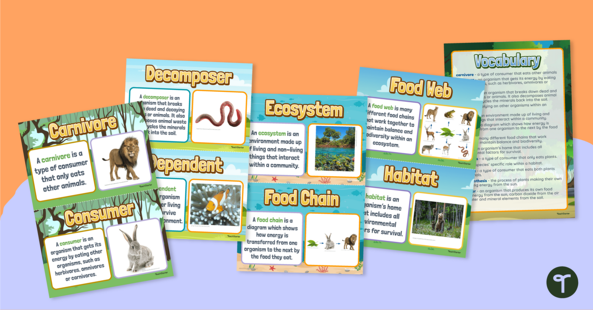 Food Chains and Food Webs – Vocabulary Posters teaching resource
