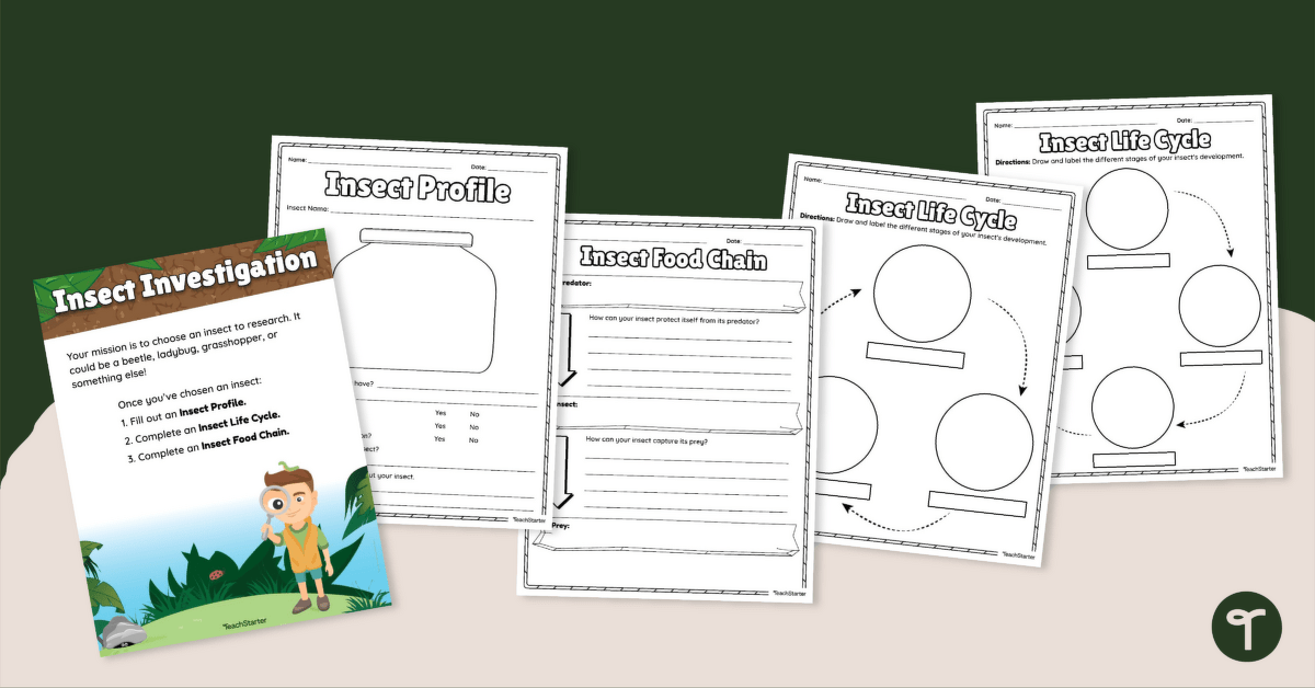 Insect Investigation - Research Task teaching resource