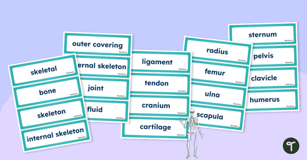 Skeletal System Word Wall Vocabulary teaching resource