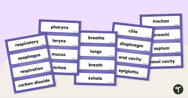 Respiratory System Word Wall Vocabulary teaching resource