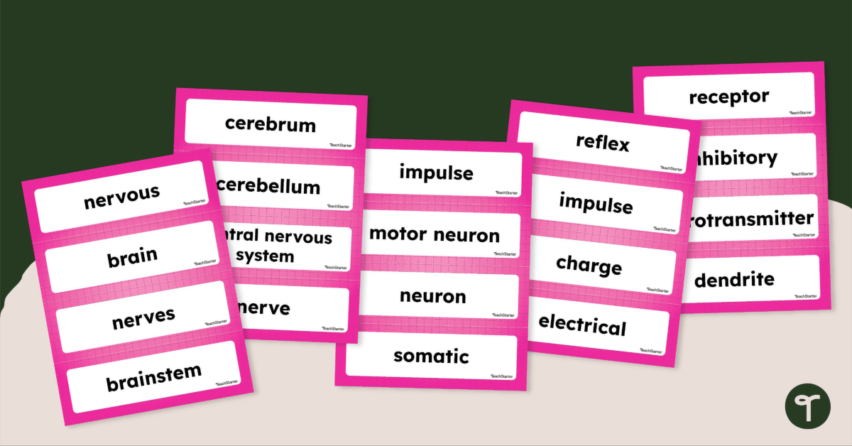 Nervous System Word Wall Vocabulary teaching resource