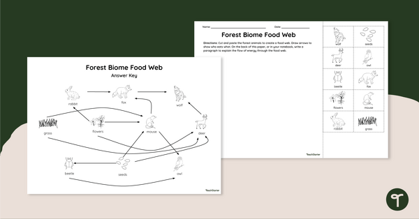 owl food web worksheets