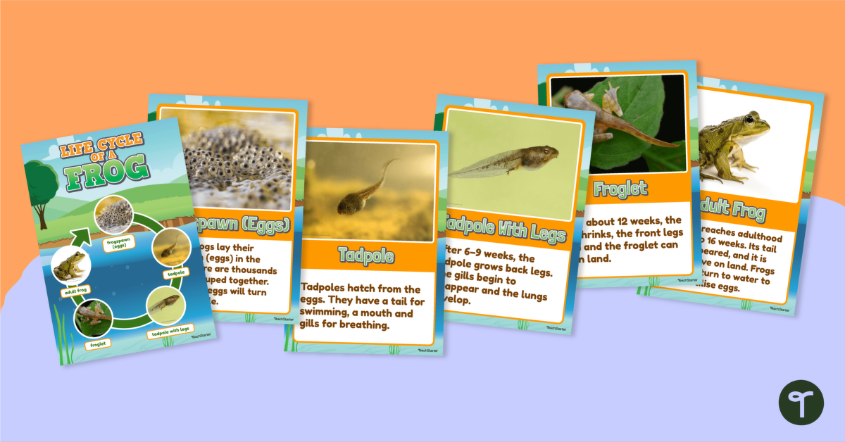 Life Cycle of a Frog – Poster Pack teaching resource