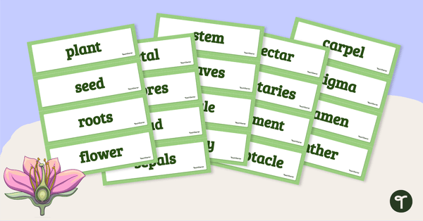 Parts of a Flower Printable Vocabulary Cards teaching resource