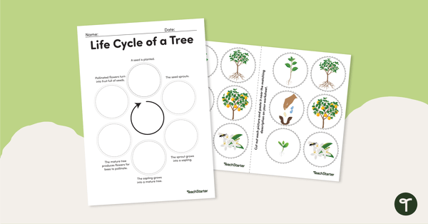 Life Cycle of a Tree – Worksheet teaching resource
