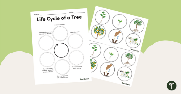 Image of Life Cycle of a Tree – Worksheet