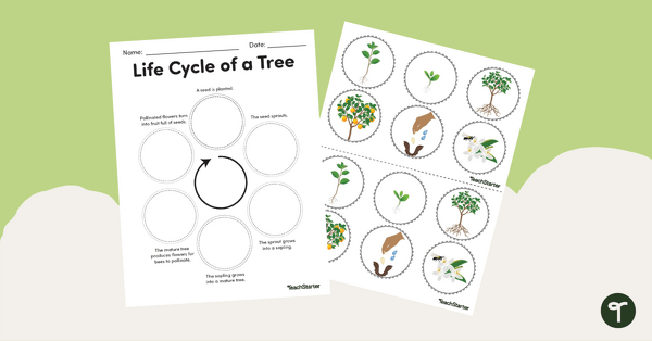 tree life cycle worksheet