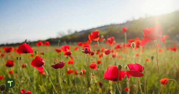 Go to 13 Interesting Anzac Day Facts for Kids to Share in Your Primary Classroom blog
