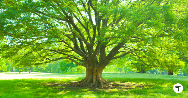 Go to 50 Fun Facts About Trees to Share With Your Primary Students + Lesson Ideas blog