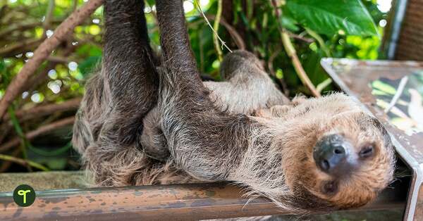Go to 20 Fun Sloth Facts for Kids to Share in Your Primary Classroom blog
