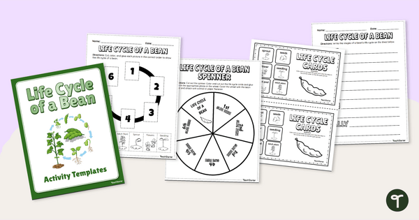 Life Cycle of a Bean Activity Pack teaching resource
