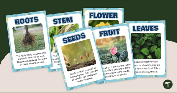 Anchor Charts - Parts of a Plant for Kids teaching resource