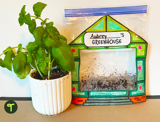 How Do Beans Grow? — Mini Greenhouse Template teaching resource