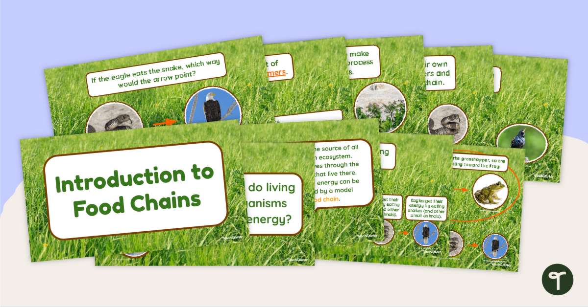 Introduction to Food Chains – Teaching Presentation teaching resource
