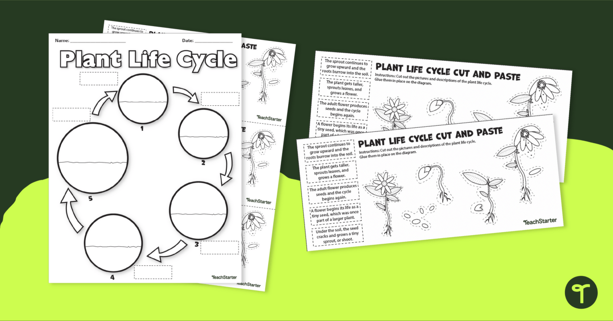 Plant Life Cycle - Cut and Paste Worksheet teaching resource