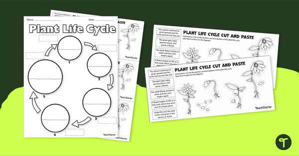 plant life cycle for kids worksheet