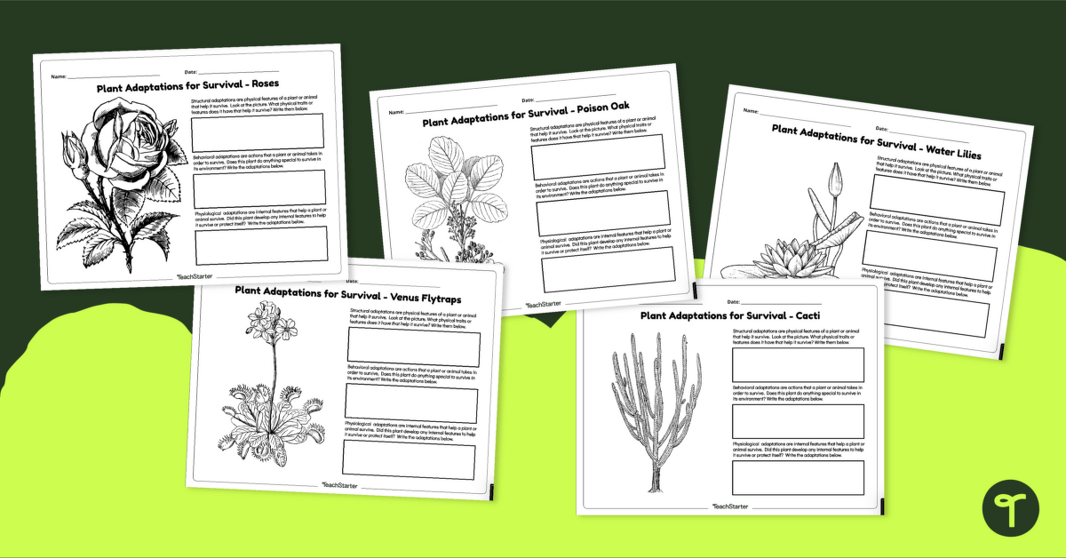 Plant Adaptations Worksheets teaching resource