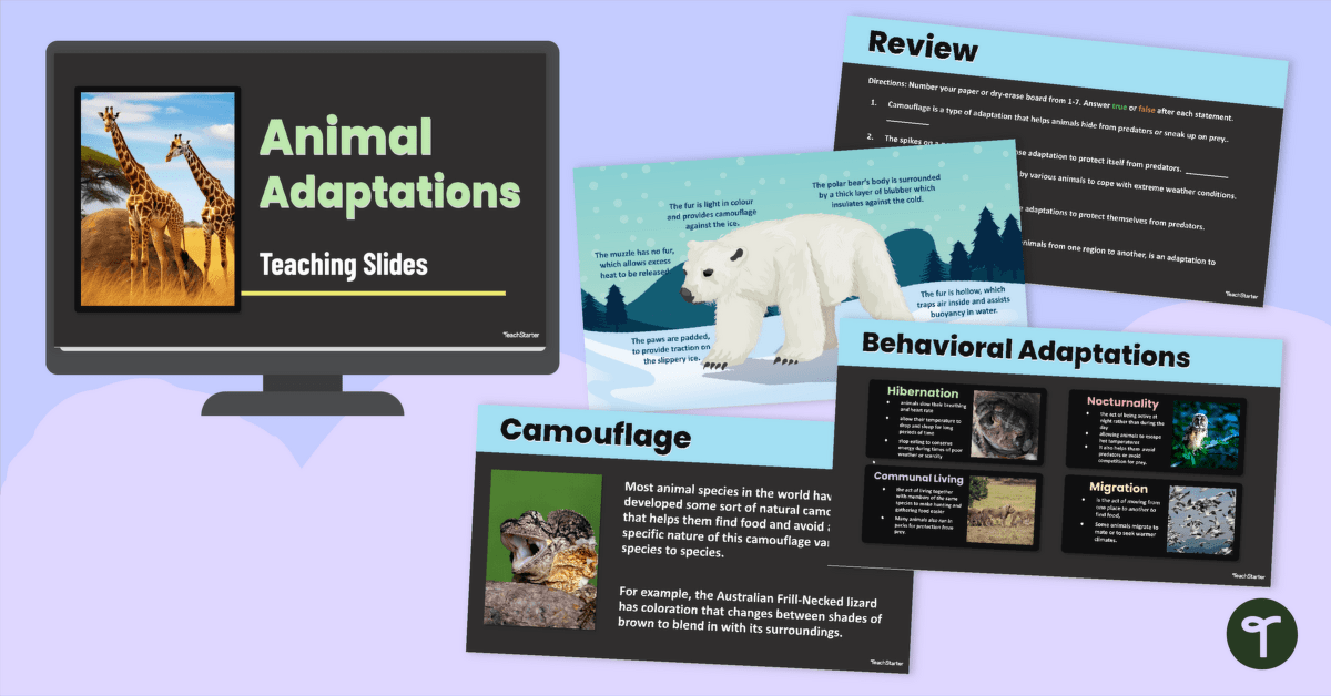Animal Adaptations Teaching Slides teaching resource