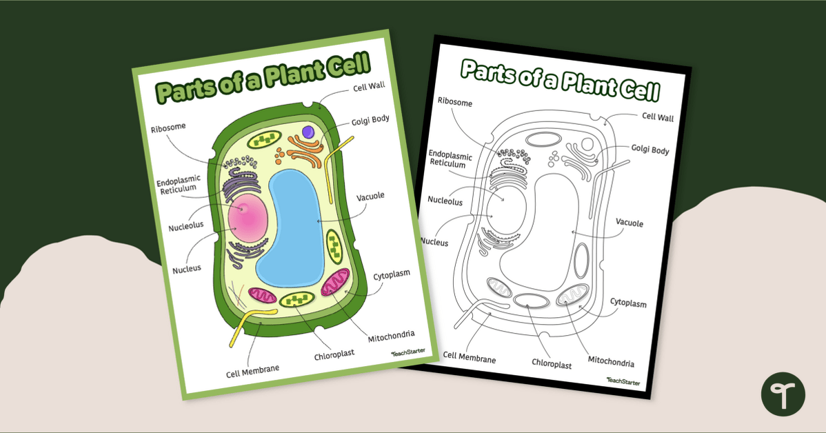 Plant Cell Diagram - Anchor Chart teaching resource
