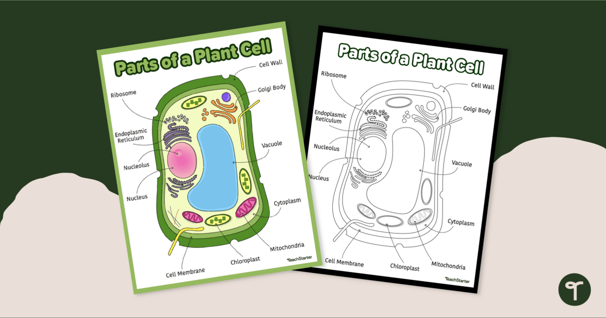 What Are The Diagram Of Plant Cell Infoupdate
