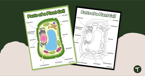 Go to Plant Cell Diagram - Anchor Chart teaching resource