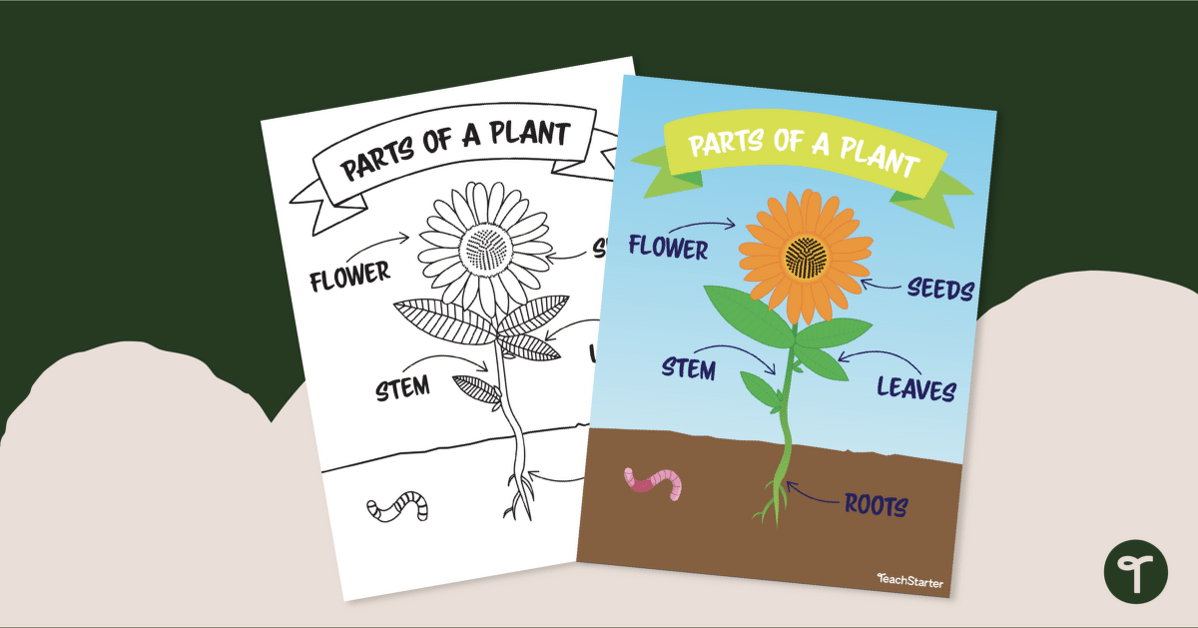 Plant Parts Diagram teaching resource