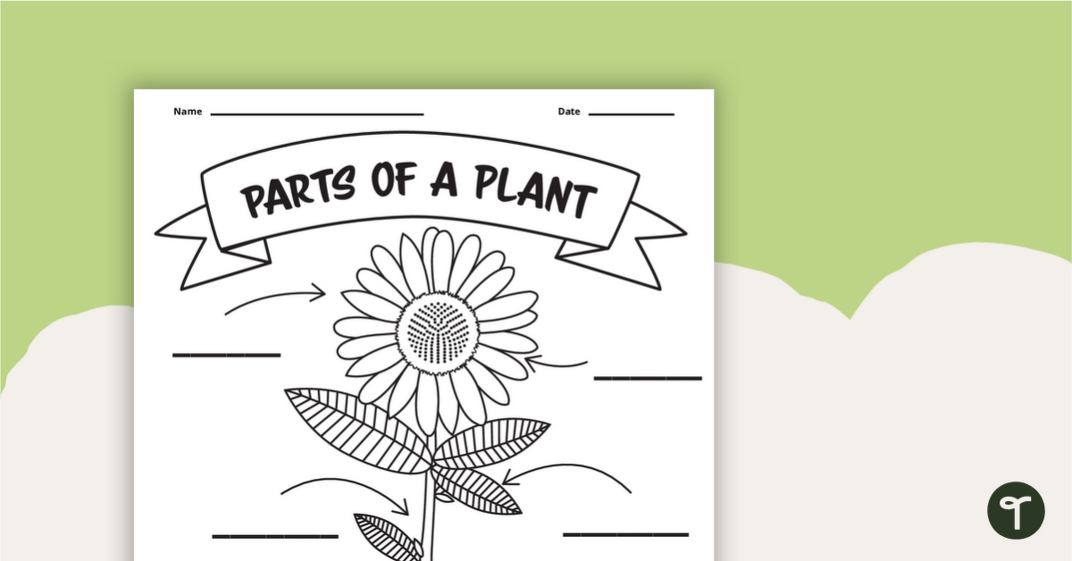 Parts of A Plant Worksheet teaching resource