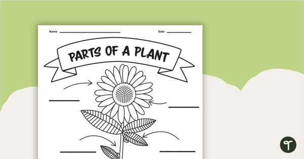 Image of Parts of A Plant Worksheet